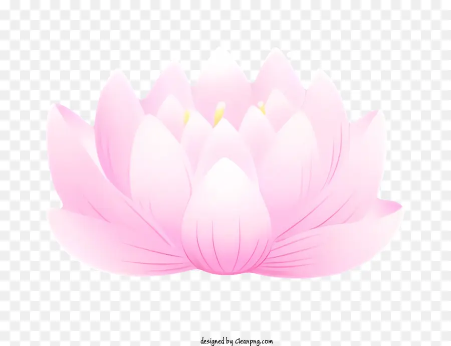 Fleur De Lotus Rose，Symbole De L'illumination PNG