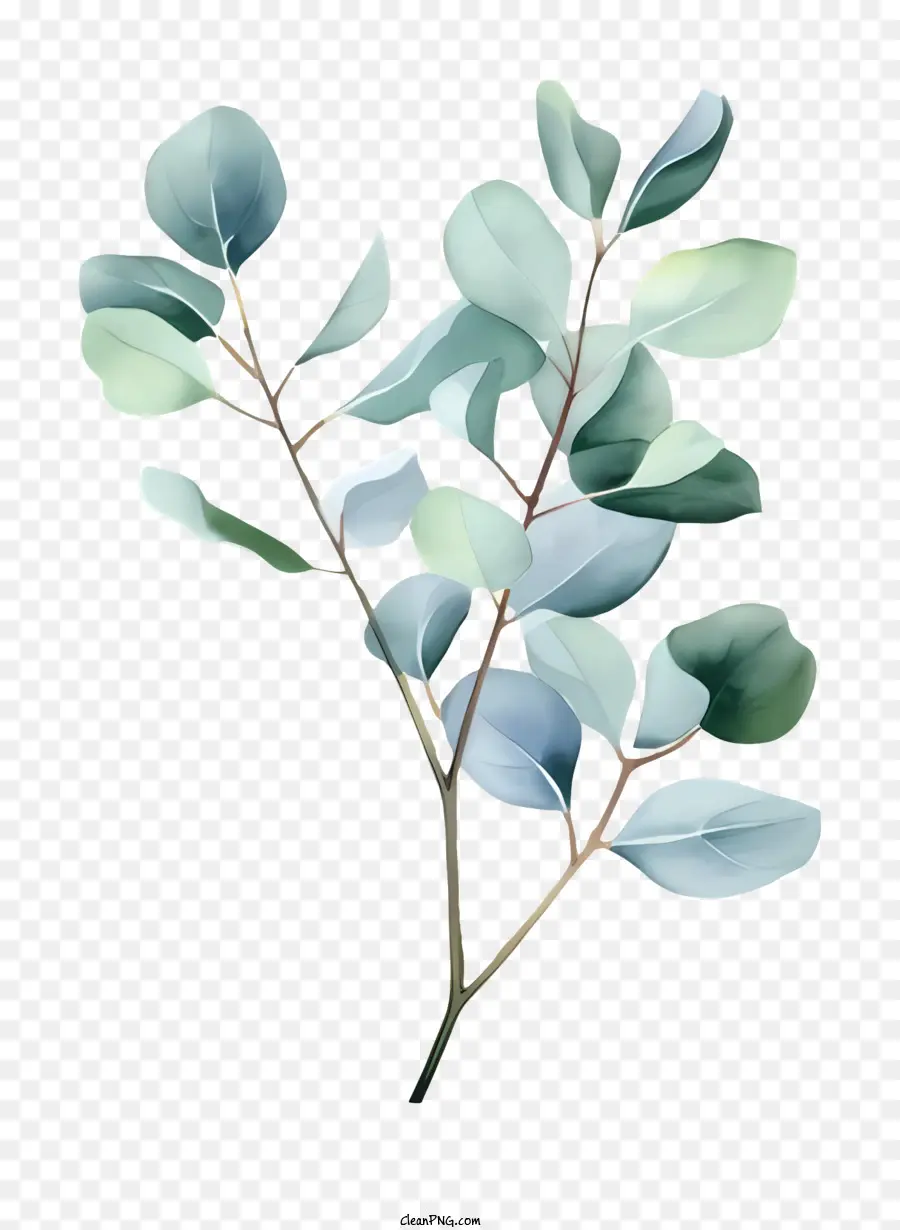 Branche Verte De L'eucalyptus，Arrière Plan Noir PNG