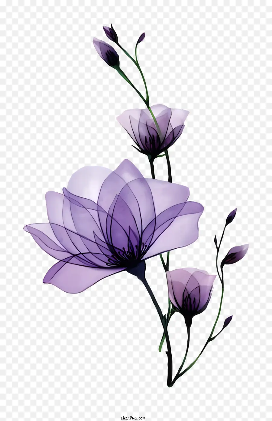 Fleur Blanche，Centre Violet PNG