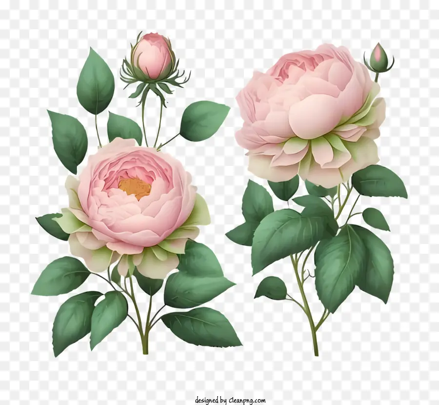 Dessin Animé，Les Roses Roses PNG