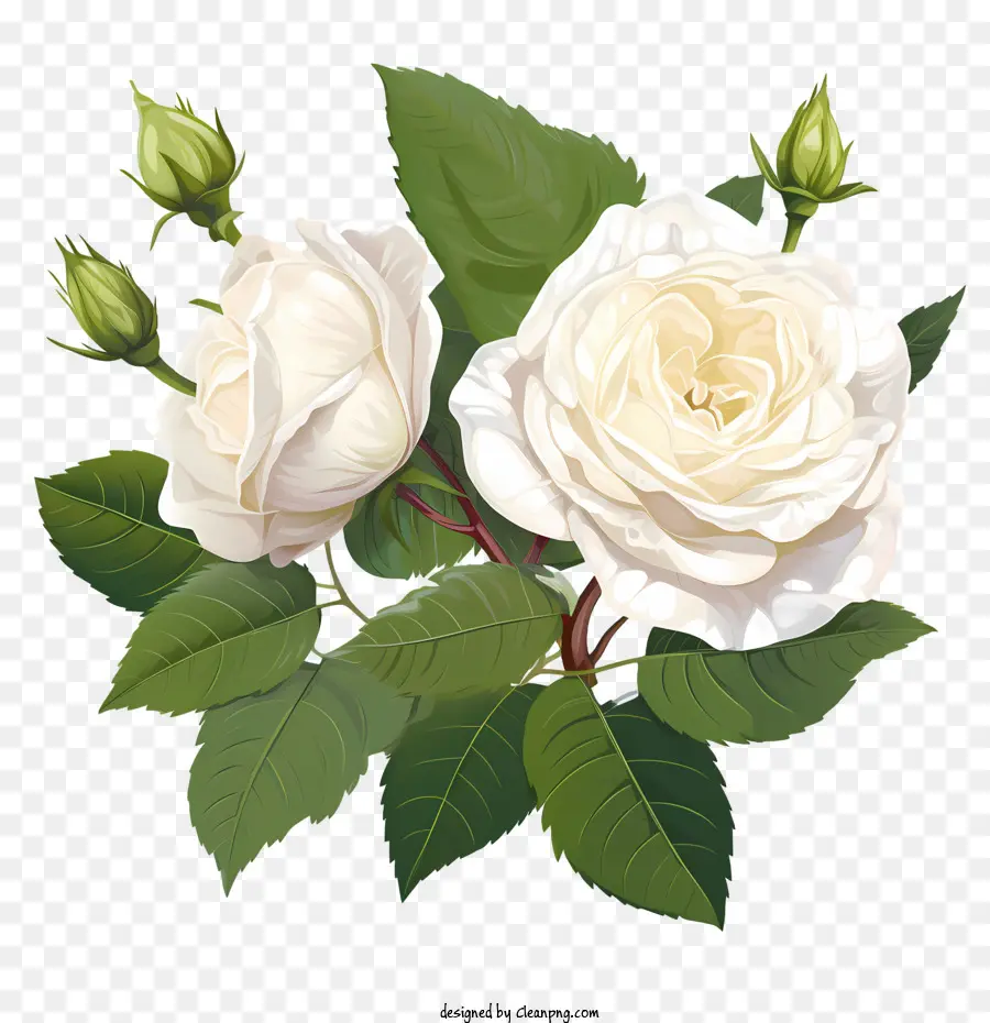 Fleur De Rose Blanche，Rose Blanche PNG