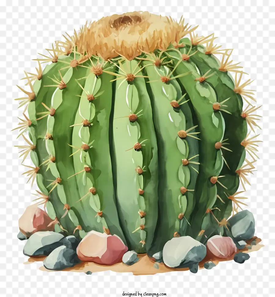 Dessin Animé，Cactus PNG