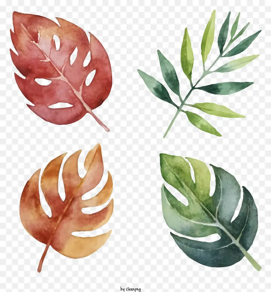 Dessin Animé，Feuilles Tropicales PNG