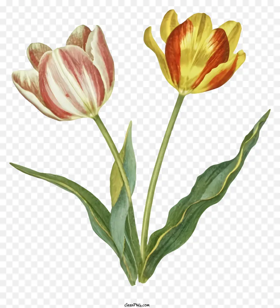 Dessin Animé，Tulipes Roses PNG