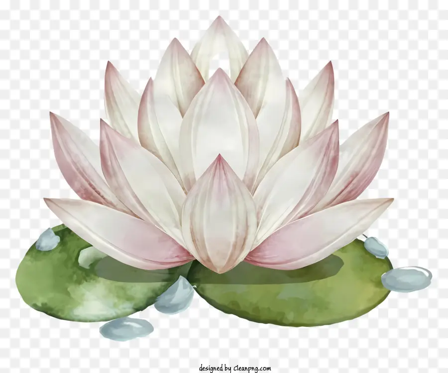 Dessin Animé，Fleur De Lotus Blanche PNG
