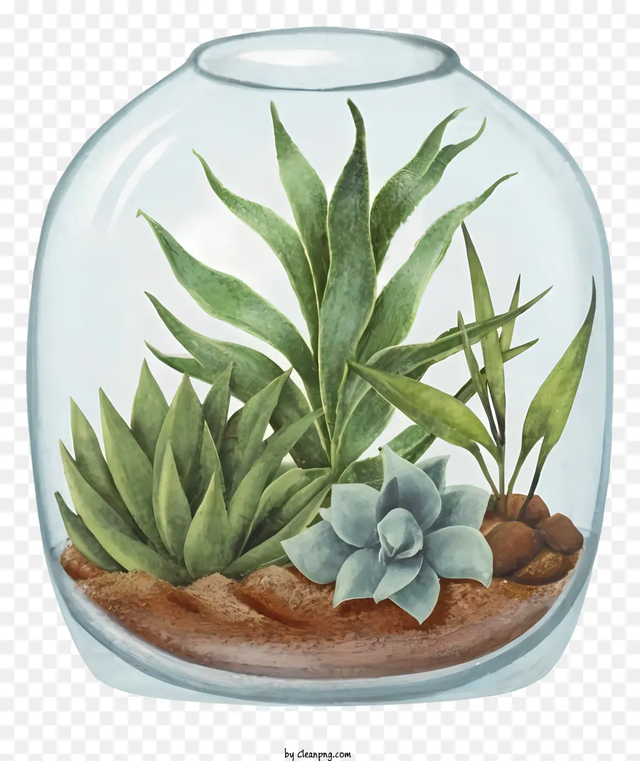 Dessin Animé，Les Plantes Succulentes PNG