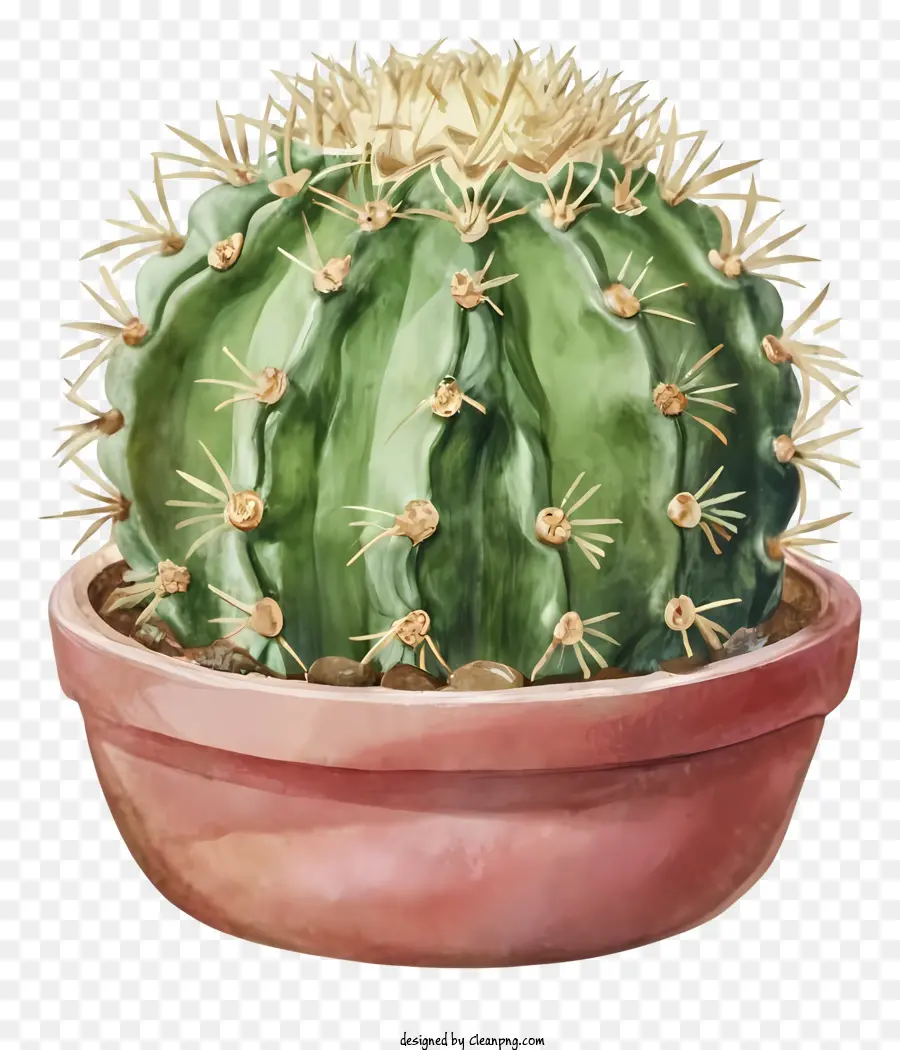 Dessin Animé，Pot De Cactus PNG