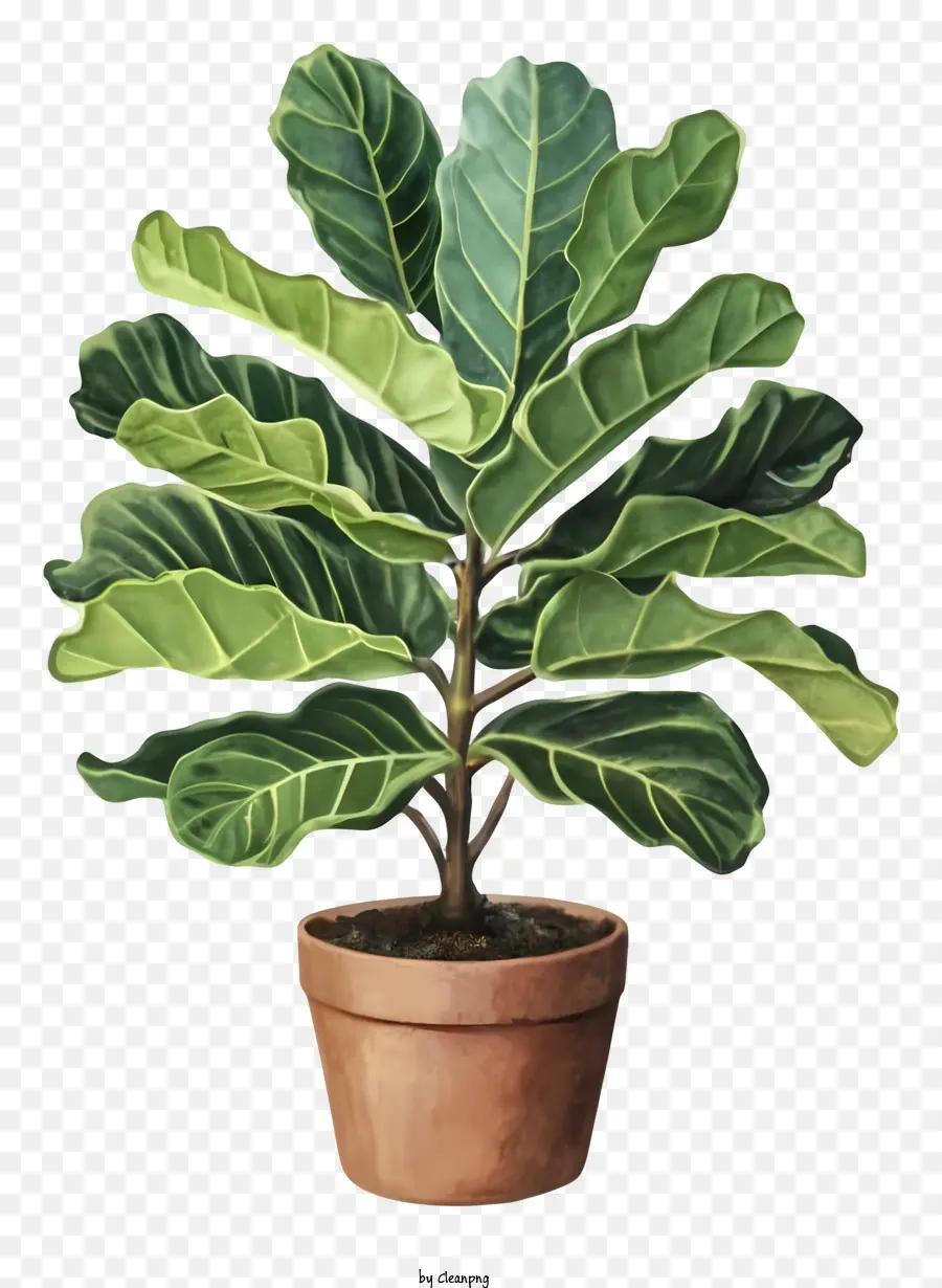 Dessin Animé，Plante En Pot PNG