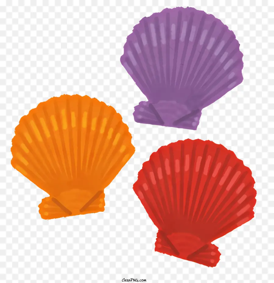 Nature，Coquilles Colorées PNG