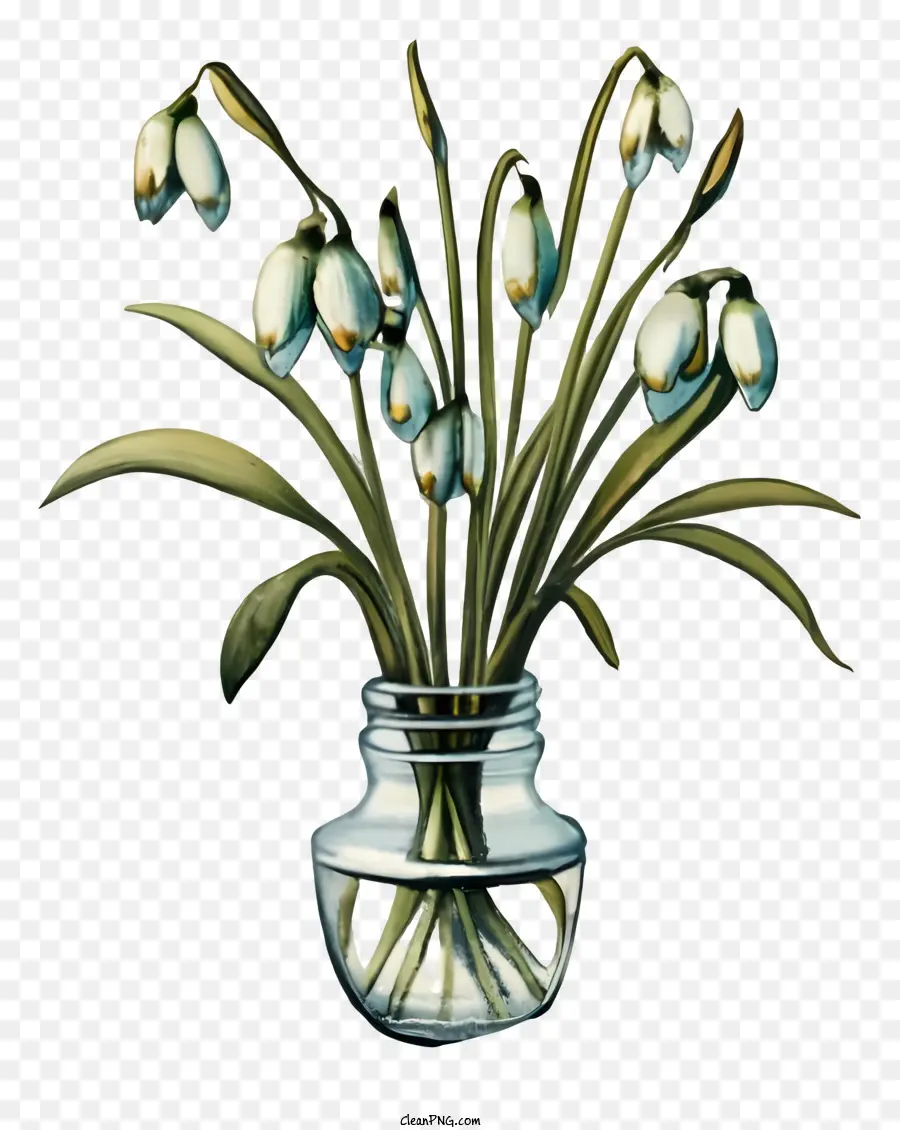 Dessin Animé，Perce Neige Dans Un Vase PNG