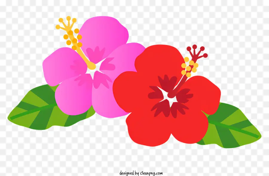 Fleurs D'hibiscus，Hibiscus Rouge PNG