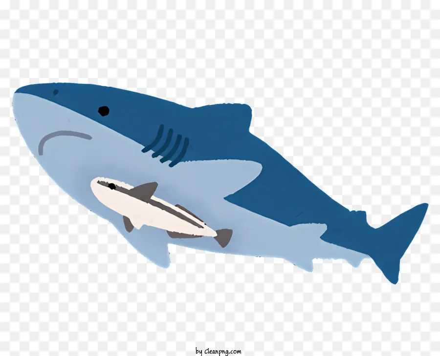 Nature，Requins PNG