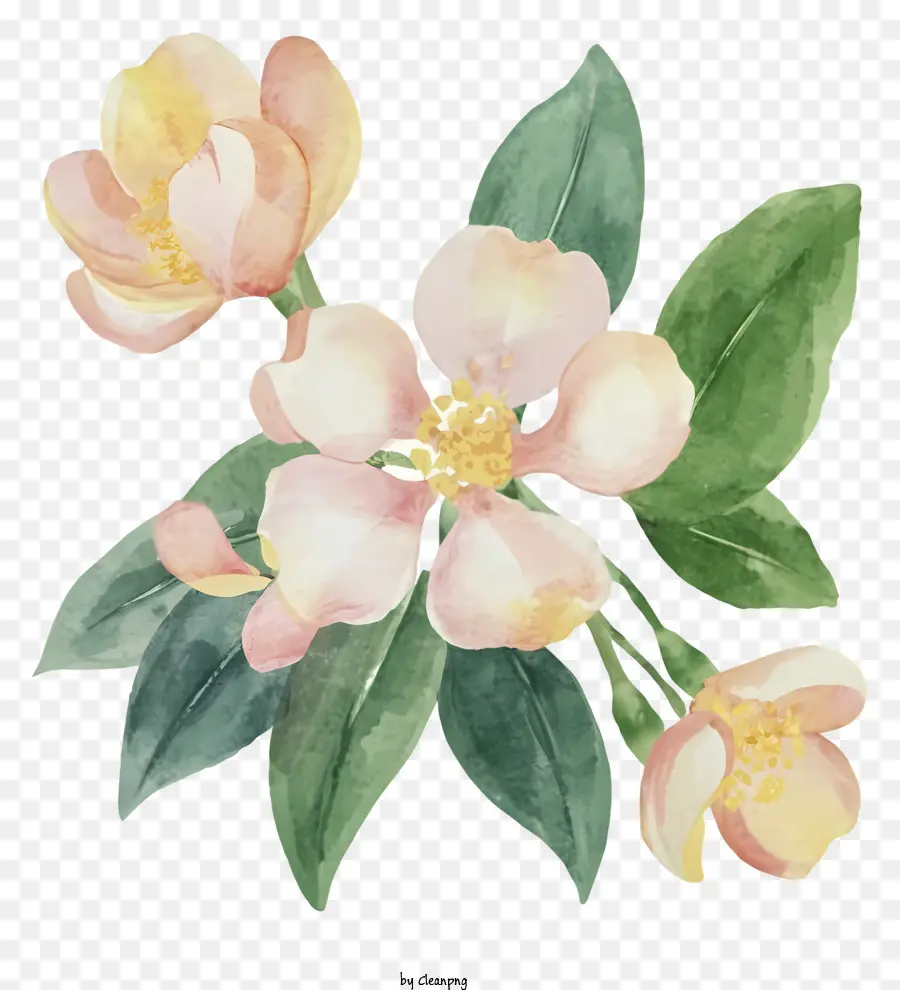 Enveloppe，Fleurs PNG