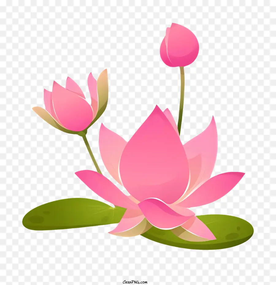 Journée De La Bodhi，Fleur De Lotus Rose PNG