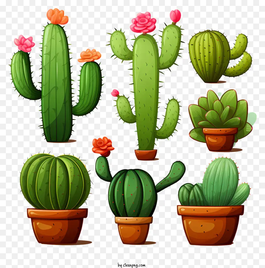 Succulentes Doodle，Cactus PNG