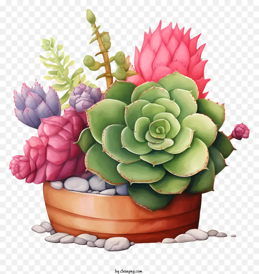 Plantes Succulentes，Cactus PNG