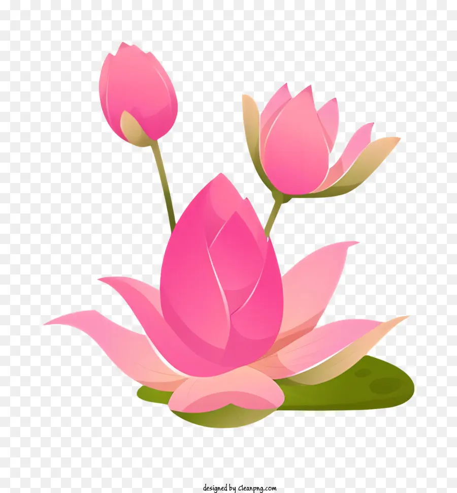 Bodhi Jour，Lotus Rose PNG