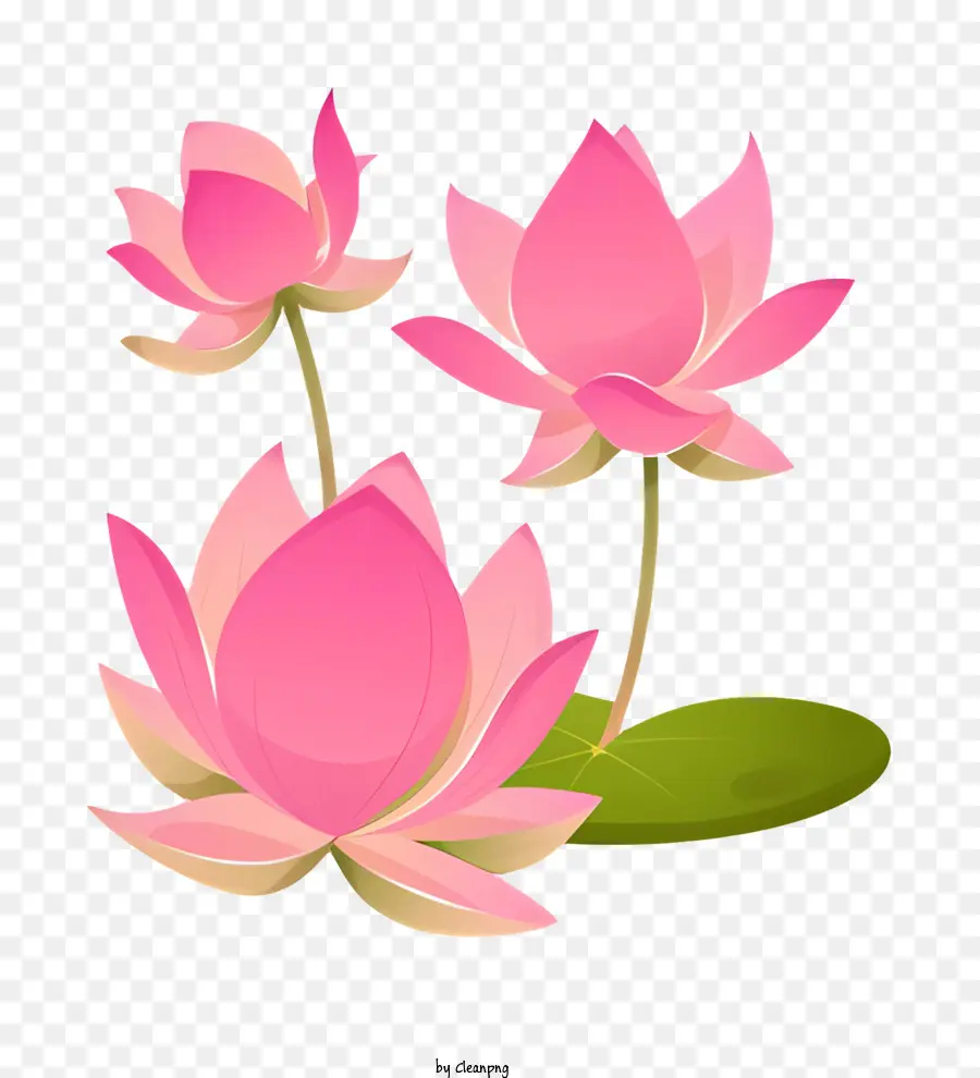 Bodhi Jour，Fleurs De Lotus Rose PNG