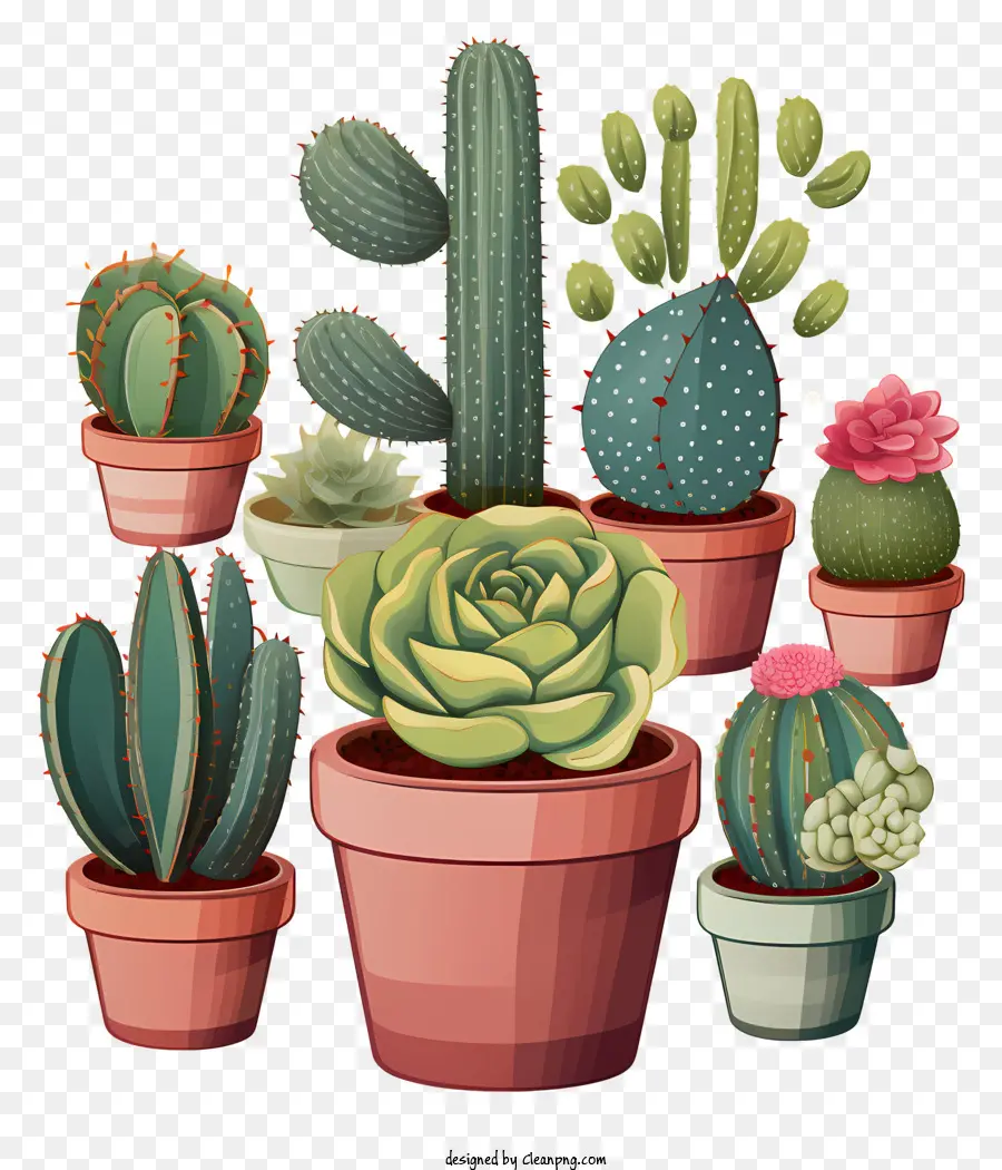Succulentes à Plat，Cactus En Pot PNG