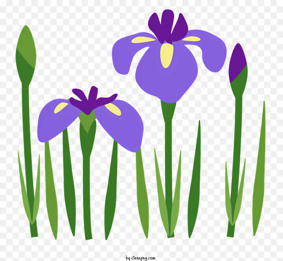 L'éducation，Fleurs De L'iris Violet PNG