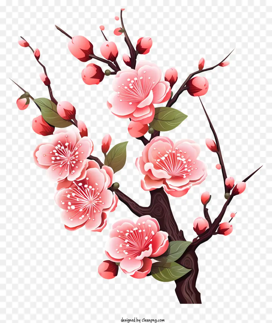 Branches Et Fleurs De Sakura，Fleur De Cerisier PNG