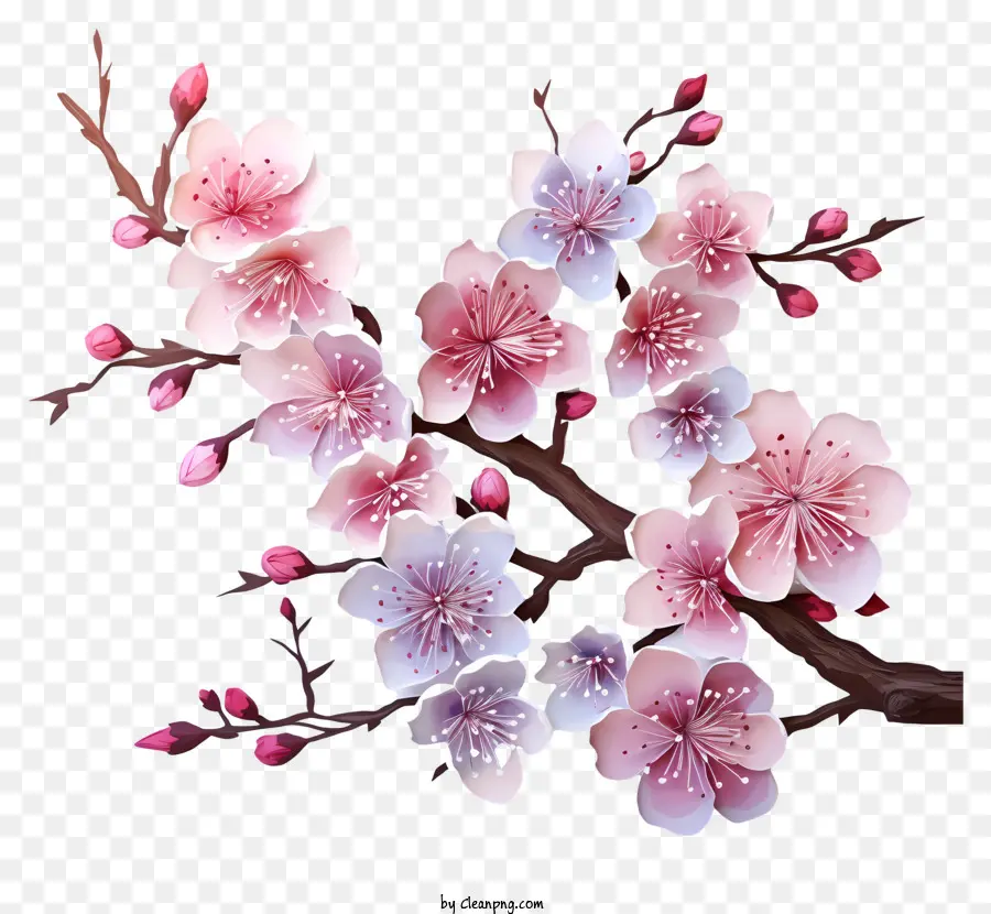 Peintures Multicolores De La Branche De Cerisier Fleur，Sakura Arbre PNG