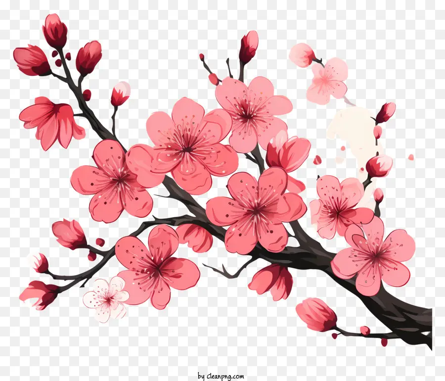 Branches Et Fleurs De Sakura，Fleurs De Cerisier PNG