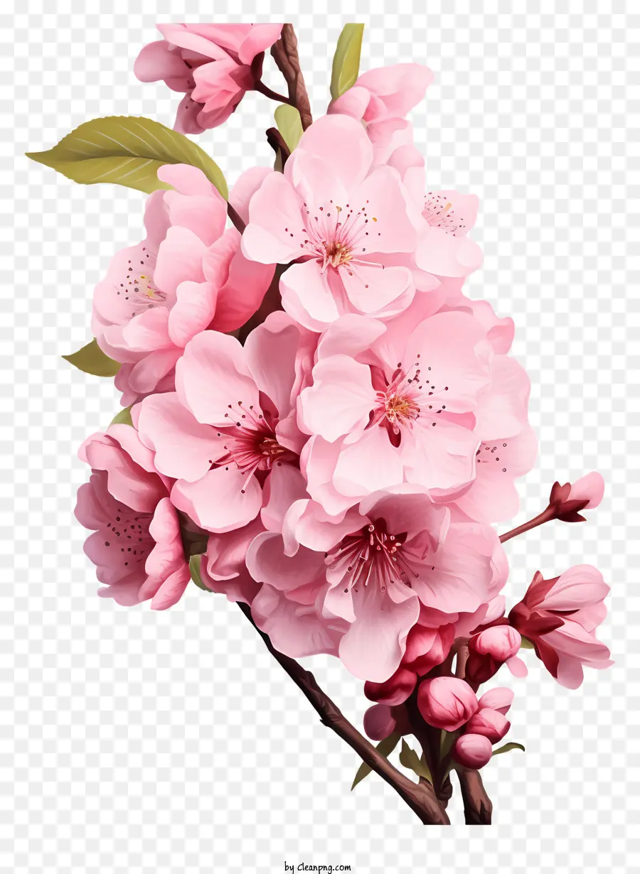 Branche De Cerisier De Style Réaliste，Sakura Fleurs PNG