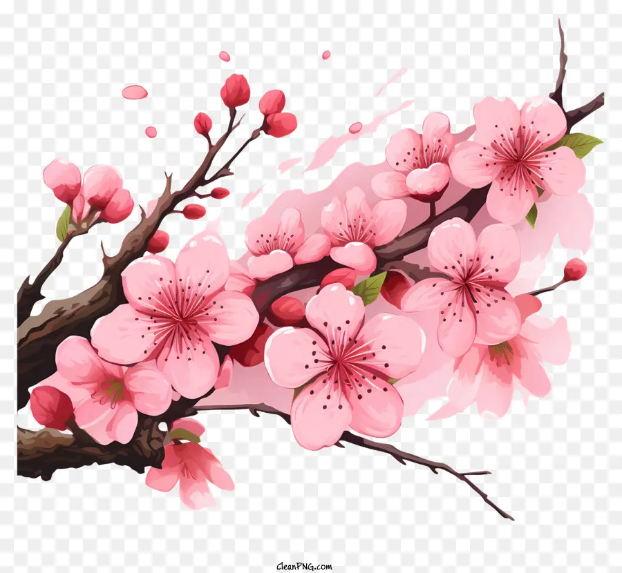 Branches Et Fleurs De Sakura，Fleurs De Cerisier PNG