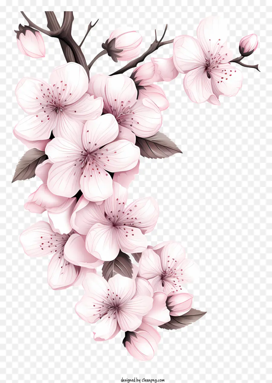 Sketch Style Branch Cherry Blossom，Sakura Fleurs PNG