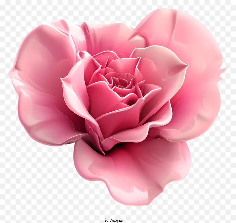 Fleur Rose，Oeillet Rose PNG