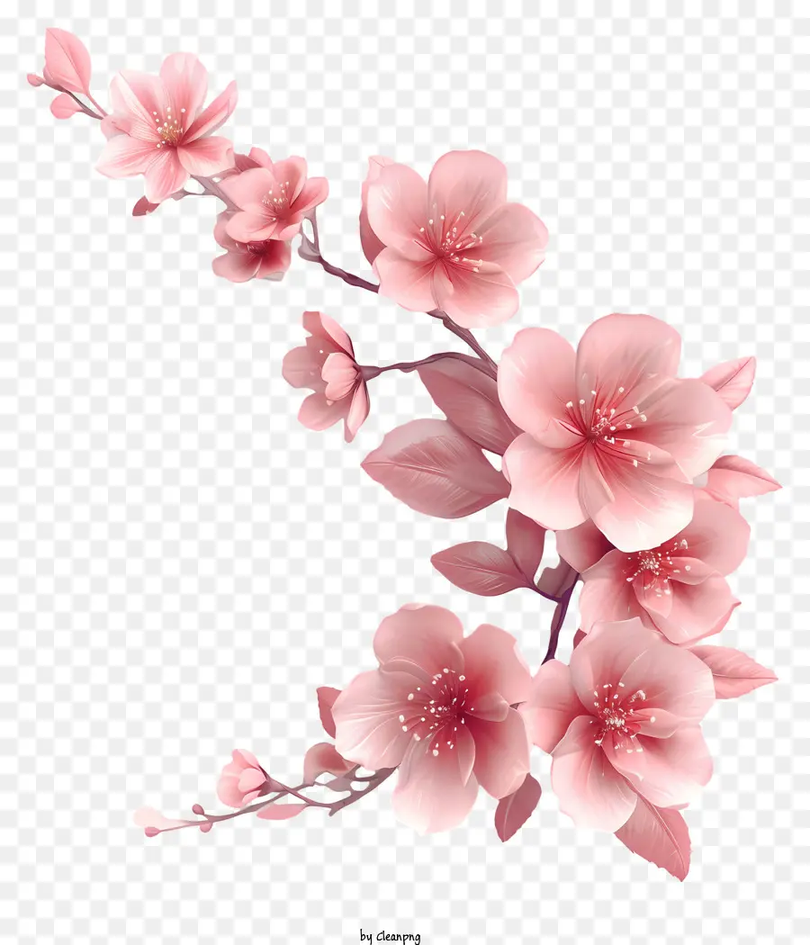 Fleur Rose，Fleurs De Cerisier PNG