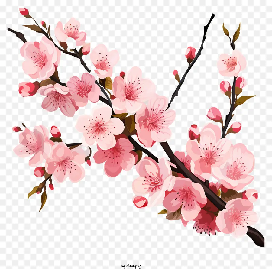 Branche De Cerisier Pastel Fleur，Fleur De Cerisier PNG