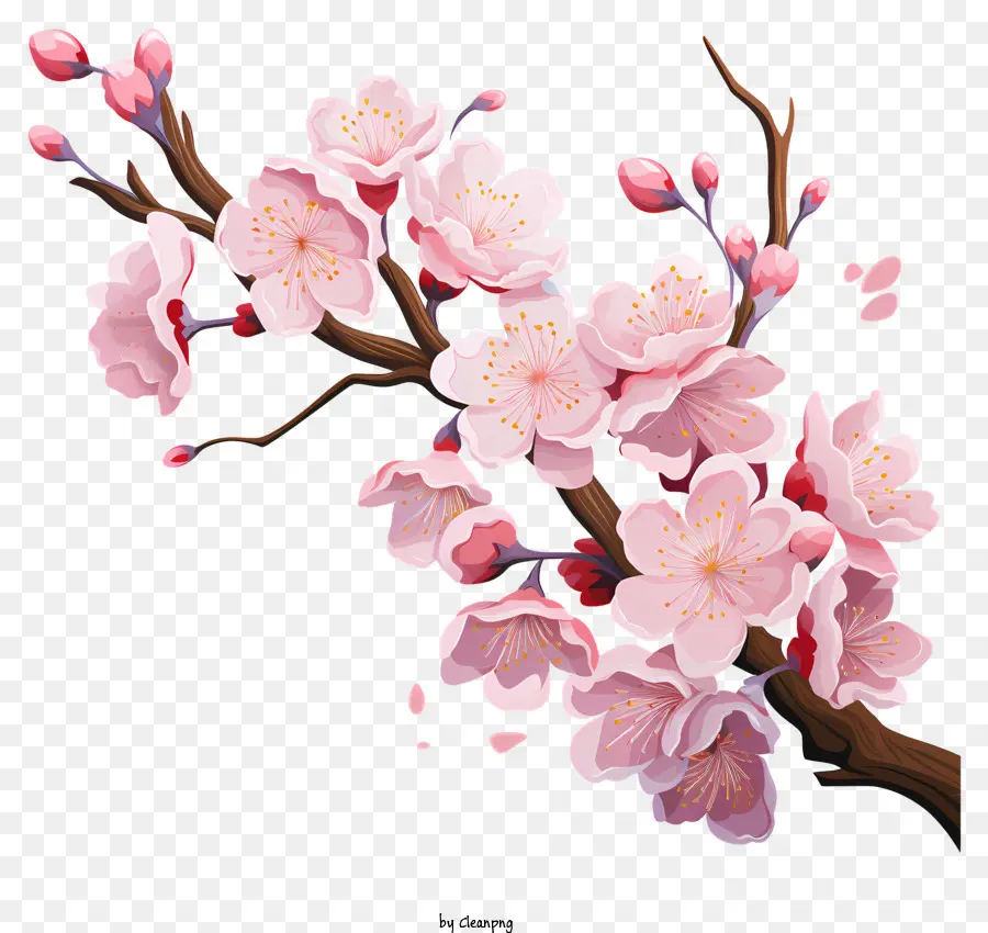 Branche De Cerise Sakura Avec Des Fleurs En Fleurs，Cerisier PNG