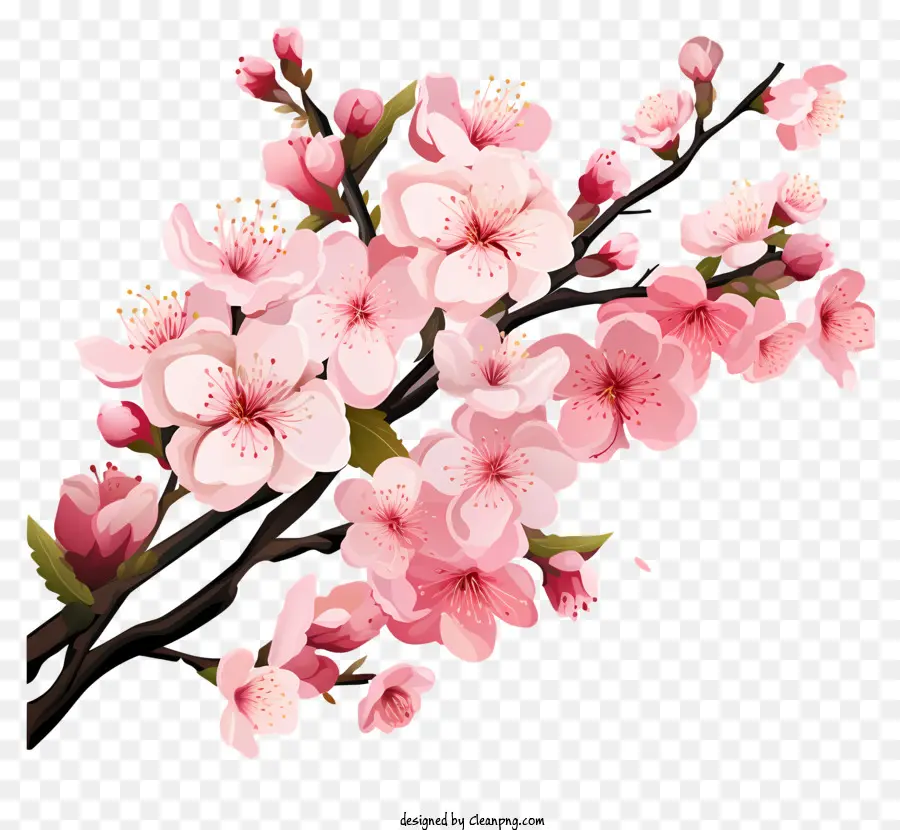 Branche De Cerisier Pastel Fleur，Sakura Cherry Blossom PNG