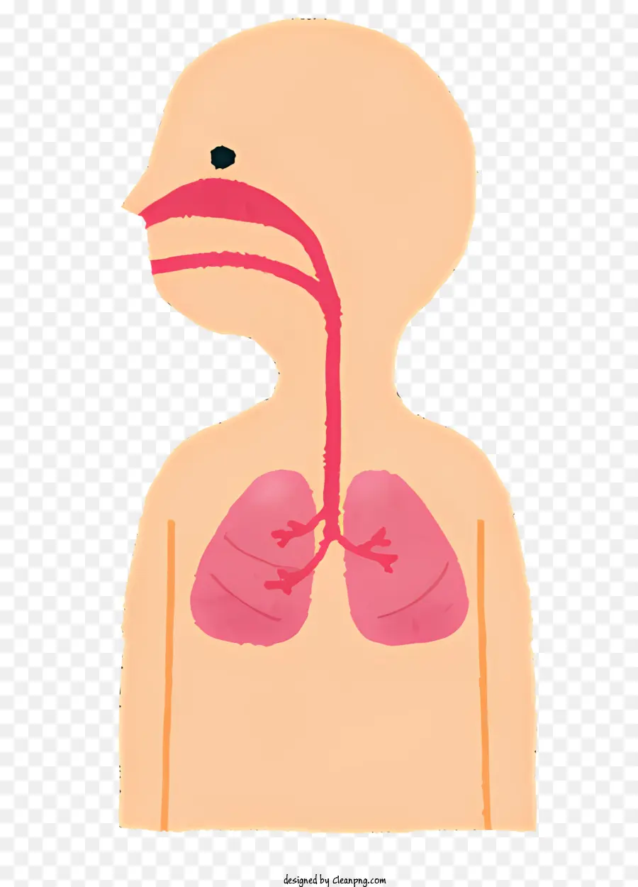 Santé，Système Respiratoire PNG