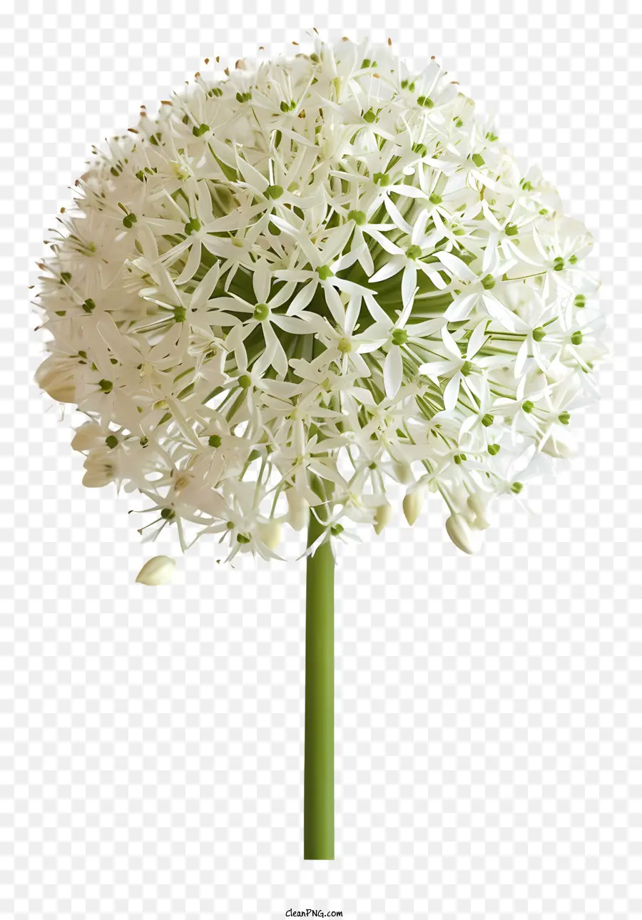 L'ail Gigantesque，Fleur Blanche PNG