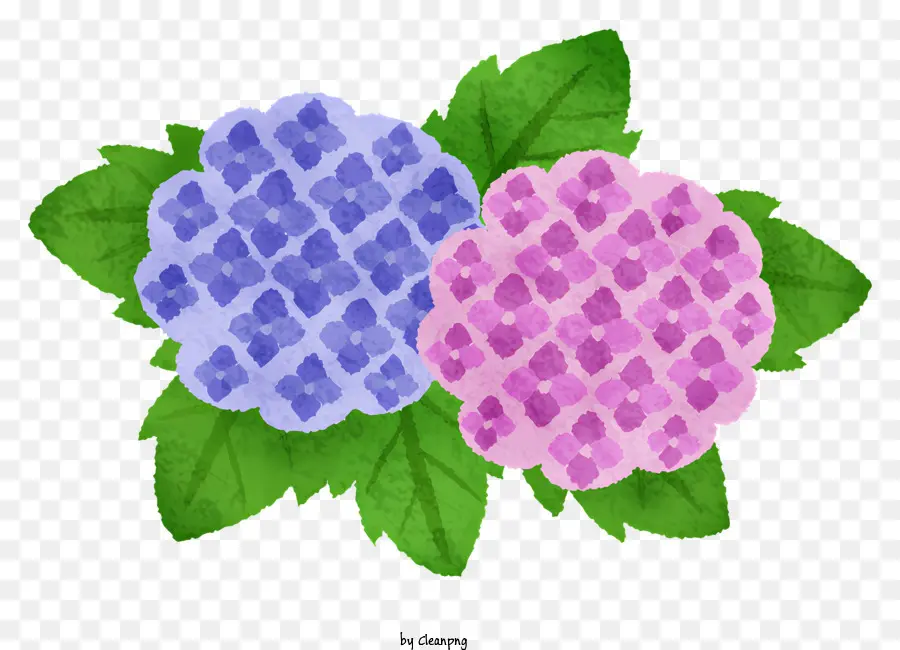 Icône，Hortensia PNG