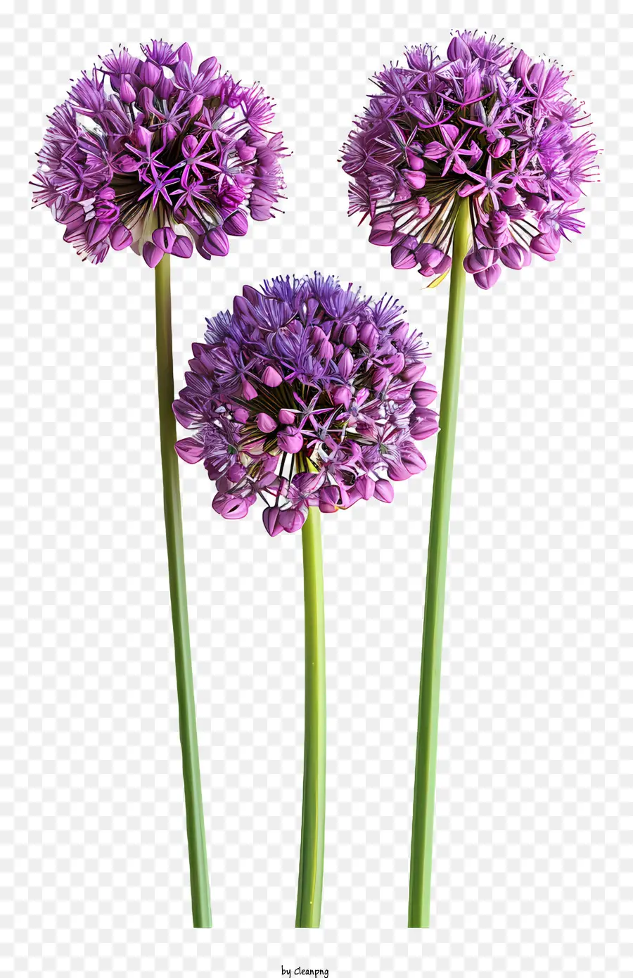 L'ail Gigantesque，Violet Oignons PNG