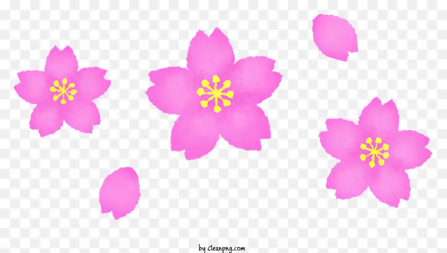 Rose Fleur De Cerisier En Fleurs，Ventilateur De Fleur De Cerisier PNG