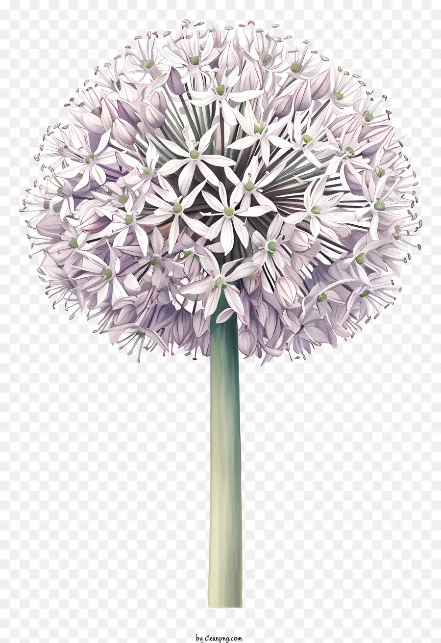 Allium Giganteum，Oignon Violet Géant PNG