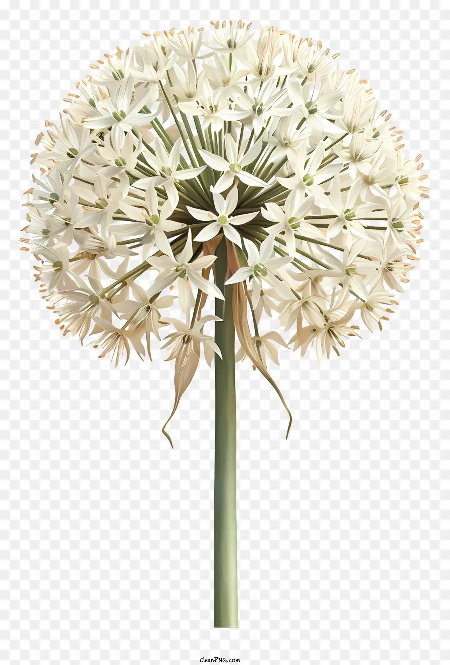 L'ail Gigantesque，Fleur PNG
