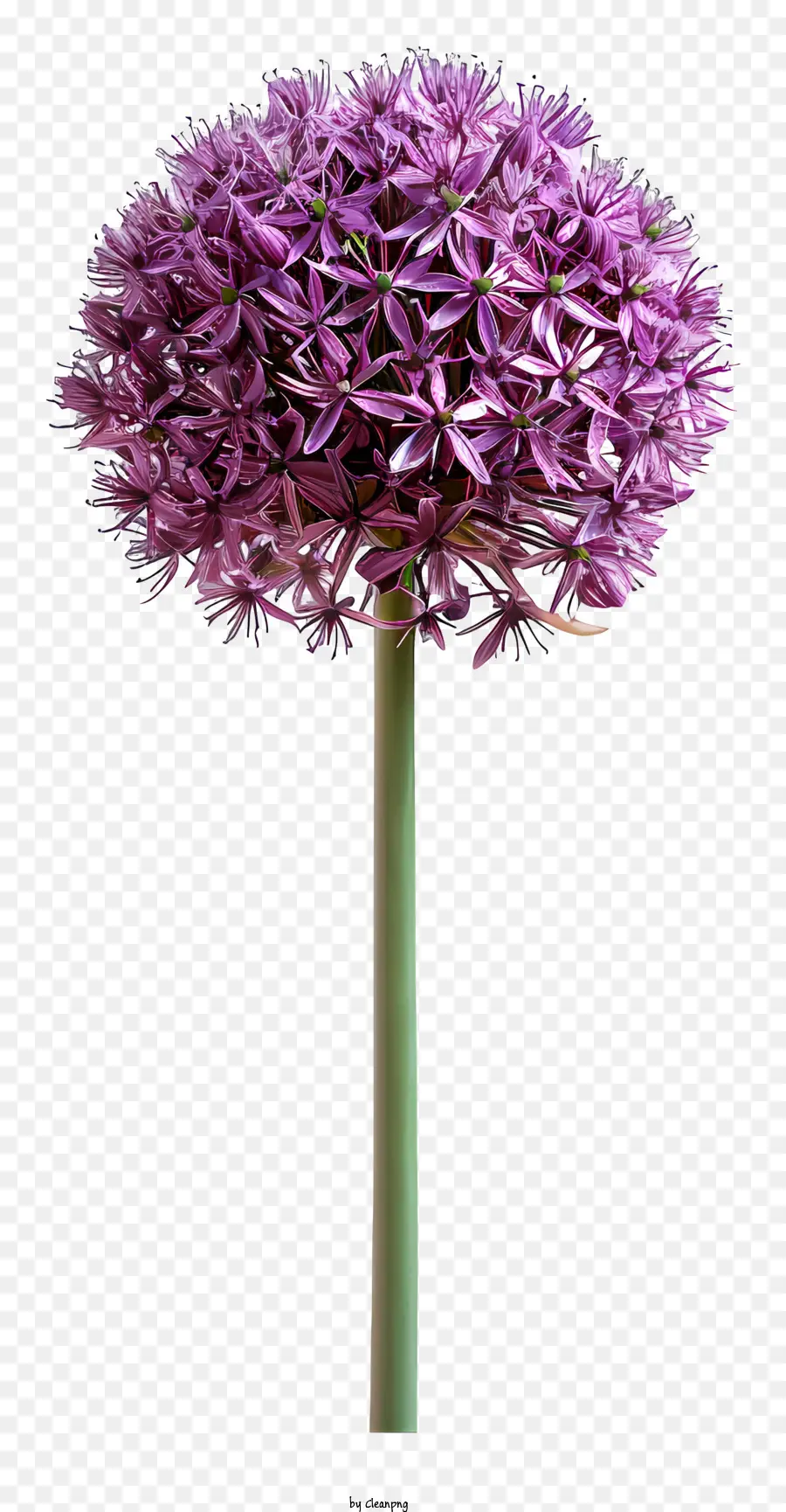 L'ail Gigantesque，Allium Fleur PNG