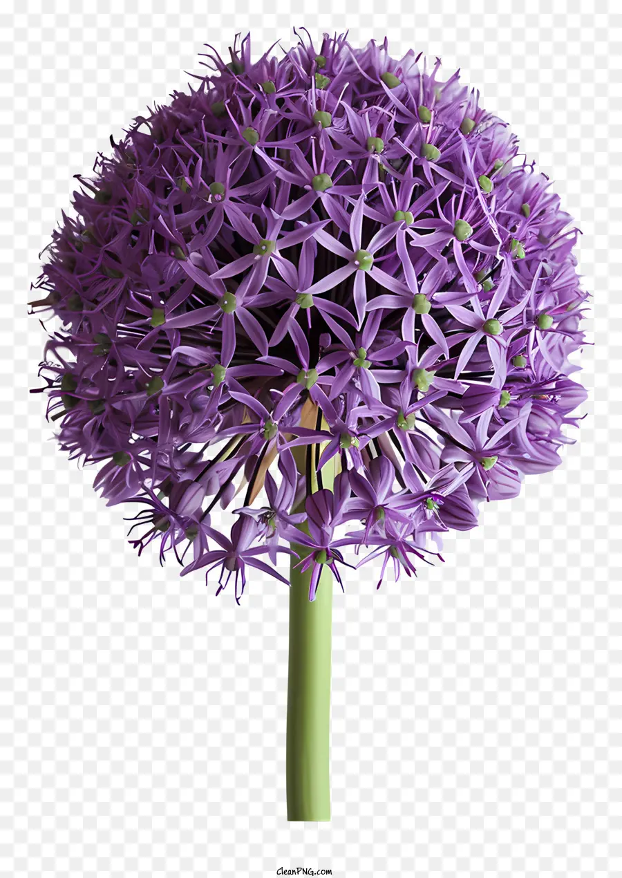 Allium Géant，Fleur Violette PNG