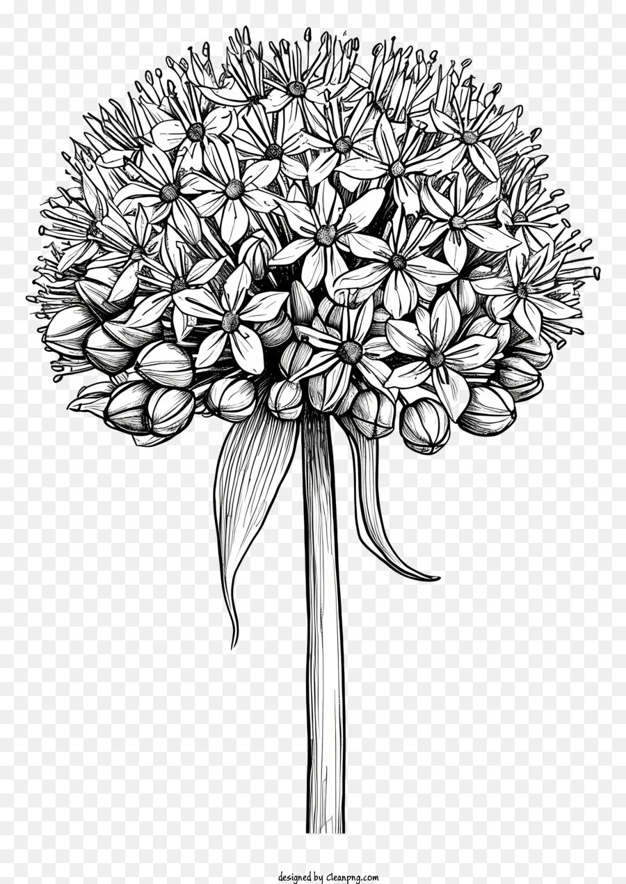 Allium Géant，Fleur Noire Et Blanche PNG