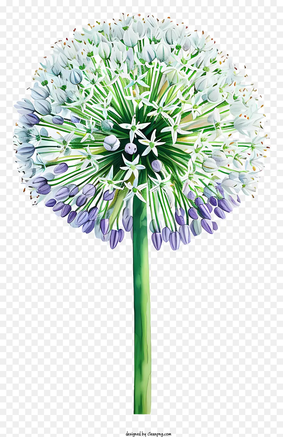 Allium Géant，Fleur Blanche Et Violette PNG