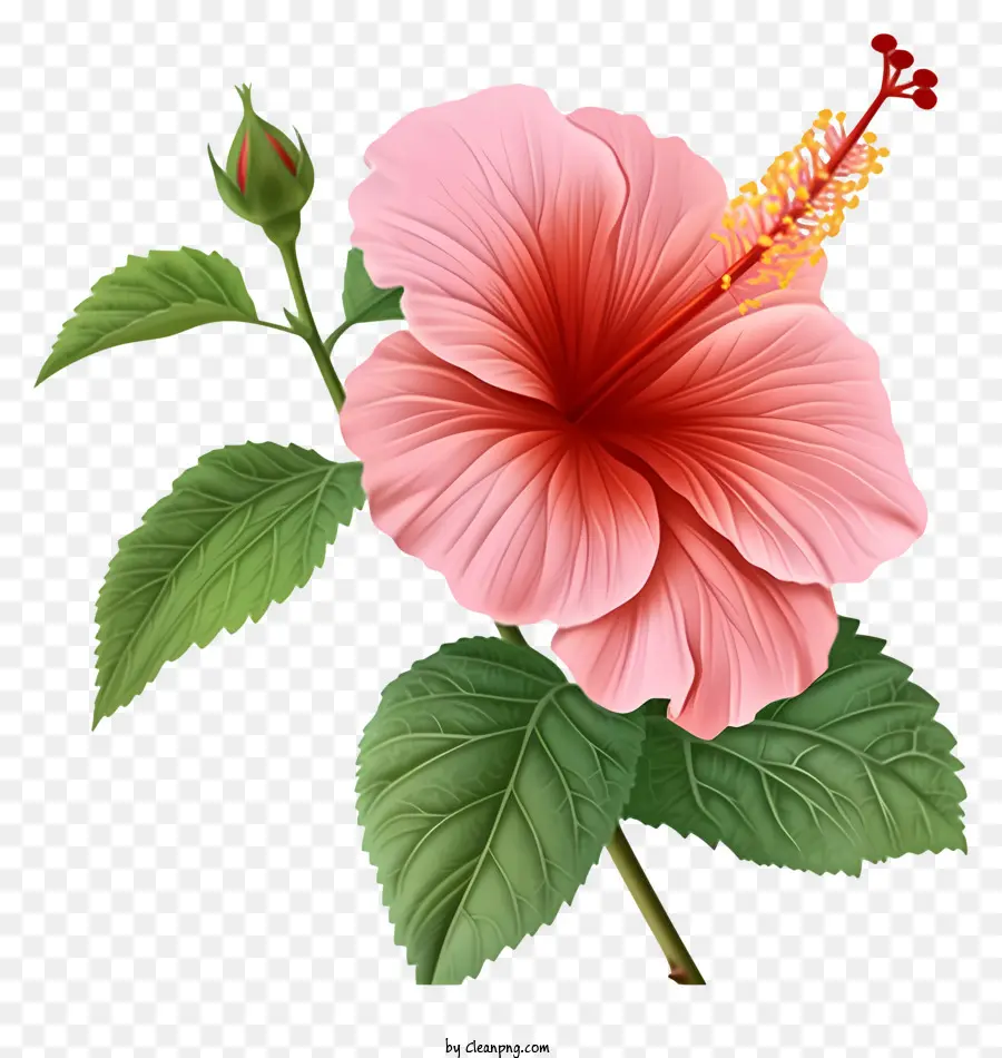 Rose Of Sharon Illustrer，Rose Fleur D'hibiscus PNG