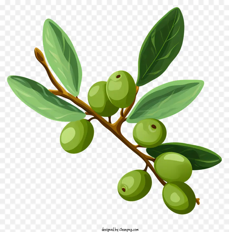 Branche D'olive Plate，Olives Vertes PNG