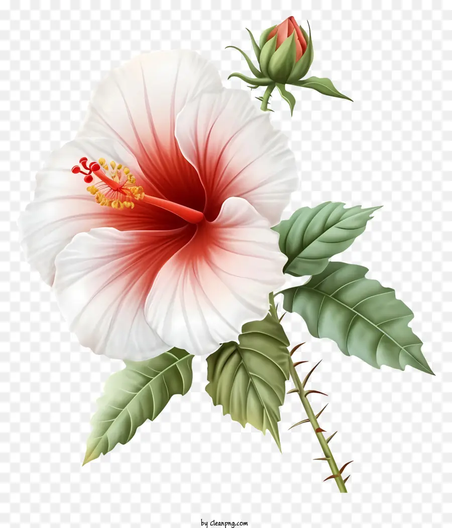 Rose Plate De Sharon，Fleur D'hibiscus PNG