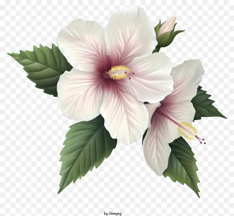 Rose Réaliste De Sharon，Fleurs D'hibiscus PNG